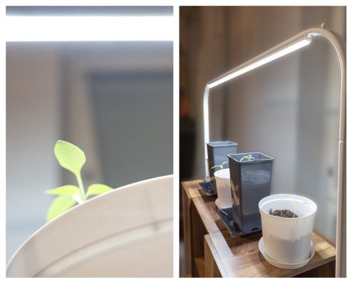 Celoroční pěstování rostlin pomocí LED světel