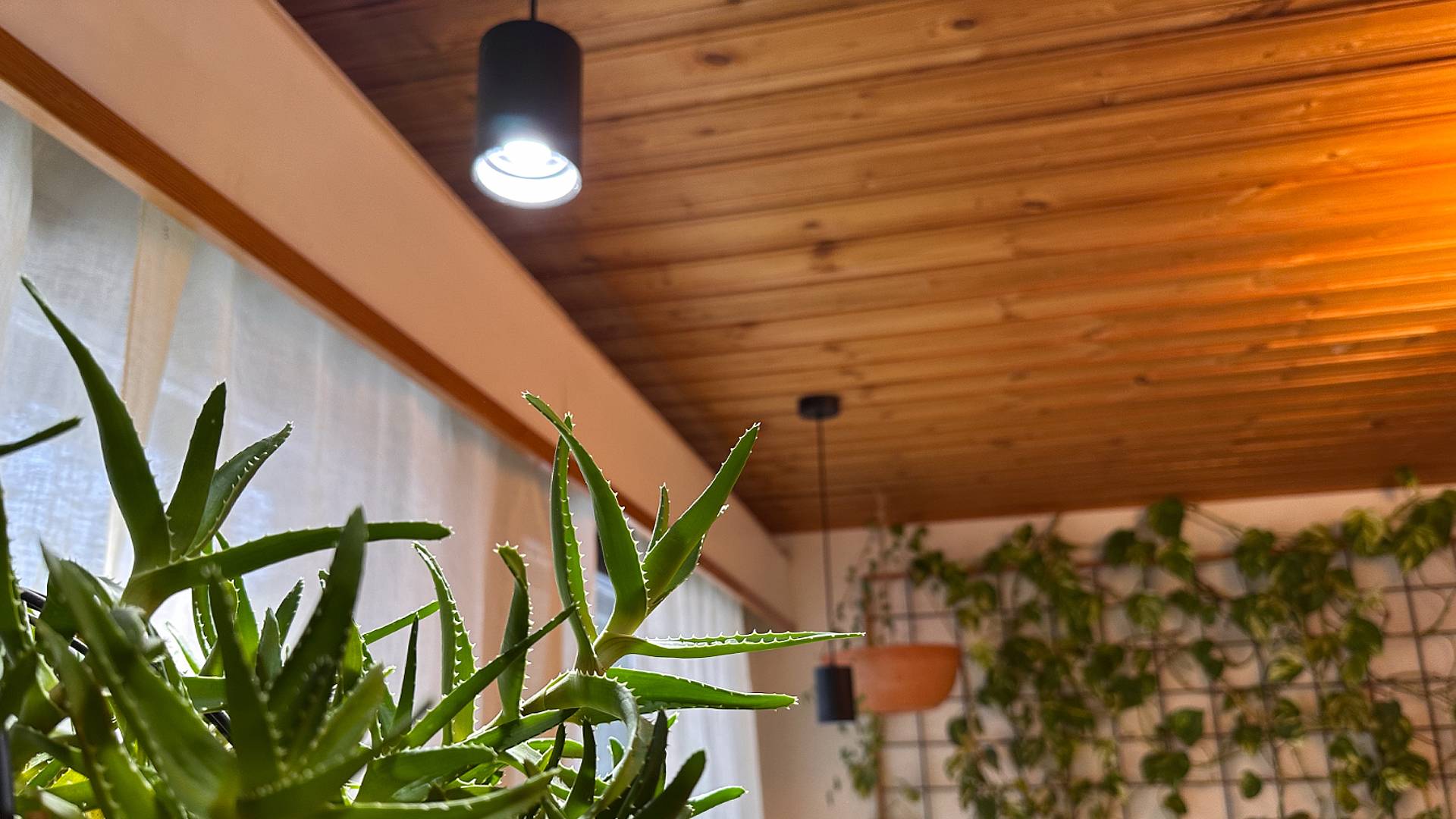 LedStore.fi nabízí dokonalé řešení pro vytvoření útulného interiéru pomocí LED osvětlení. Závěsná LED svítidla namontovaná na dřevěné střeše poskytují stylové a zároveň energeticky úsporné osvětlení. Velká rostlina aloe v popředí a zelené rostliny různých velikostí zavěšené na síťové stěně v pozadí vytvářejí svěží a čerstvou atmosféru, která prostor oživuje.