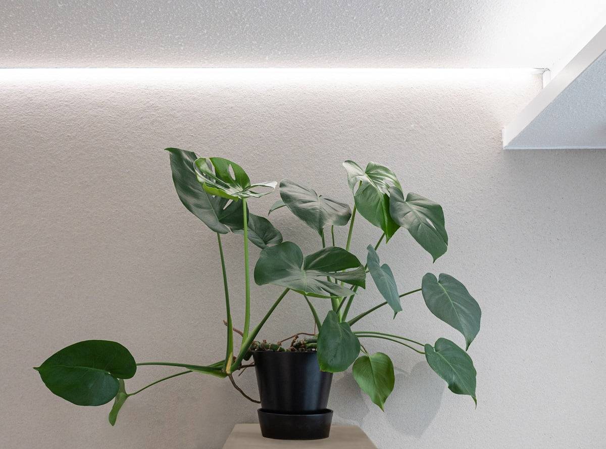 Osvětlení LED pro rostliny lze použít také jako celkové osvětlení v místnosti, přes den nastavené na chladný odstín.