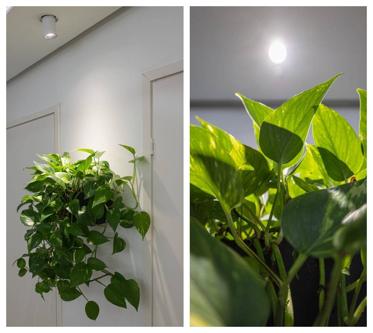 led lampy jako světla pro rostliny