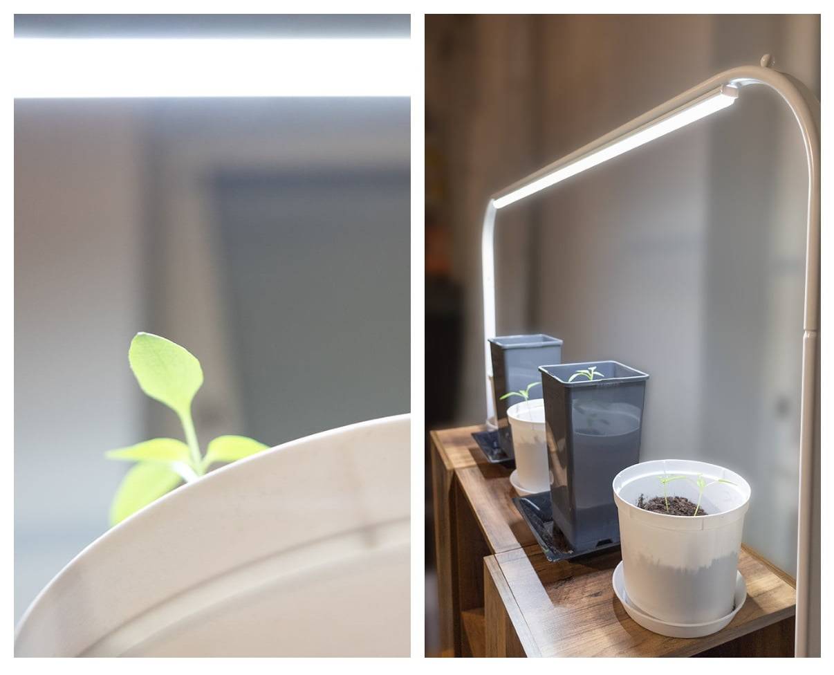 Celoroční pěstování rostlin pomocí LED světel