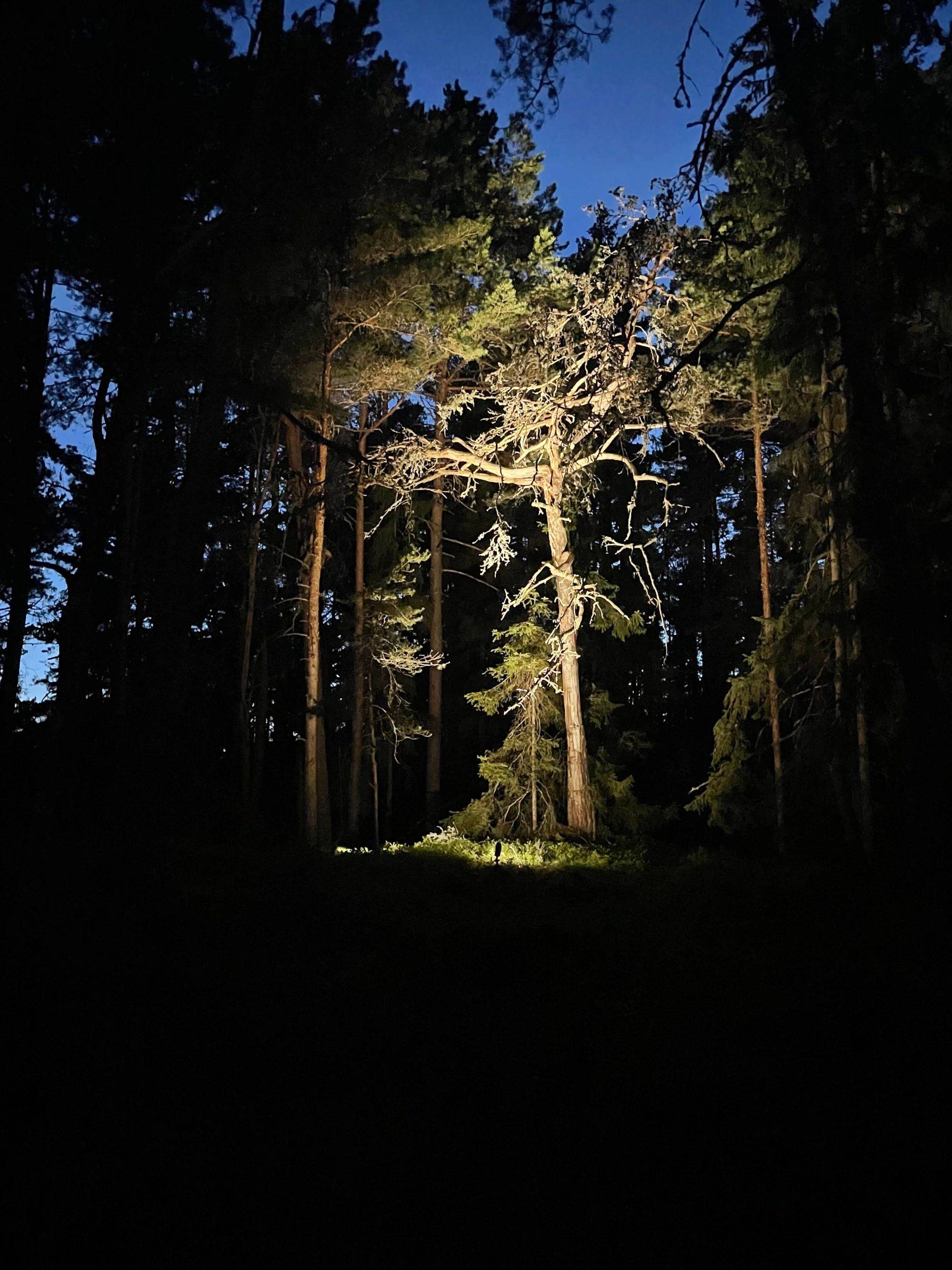 Špičatá zemní lampa pro osvětlení stromů.